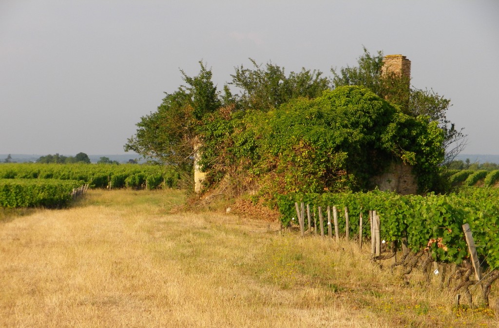 Vintner's Hut in Ruins