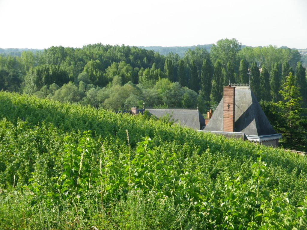 Seen from the Vineyard