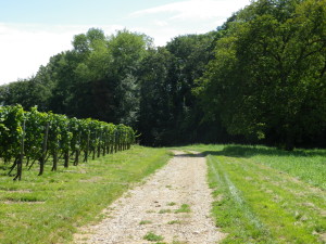 Path Through Vineyards, Eguisheim