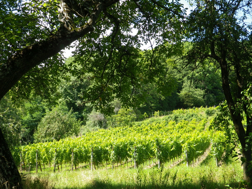 Tree-line Vines