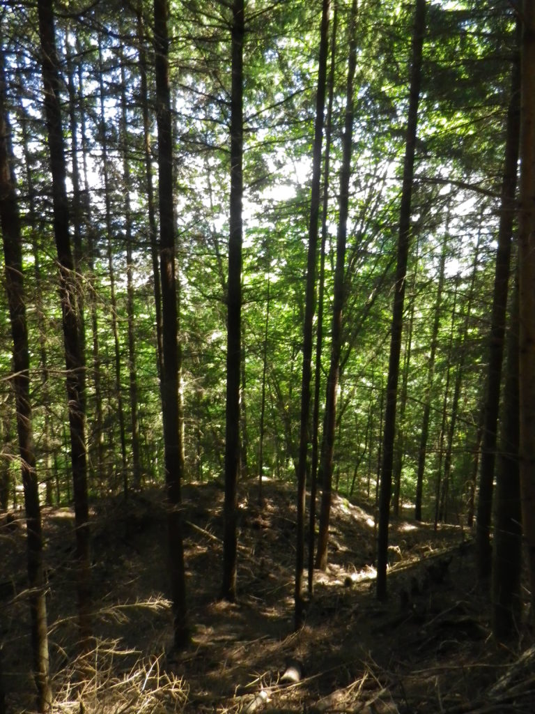Pine Forest Above Eguisheim