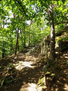 Trail Through the Forest