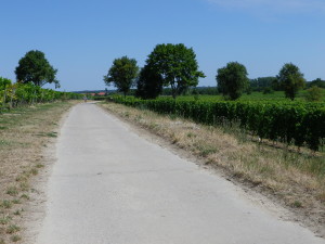 Representative Section through Vineyards