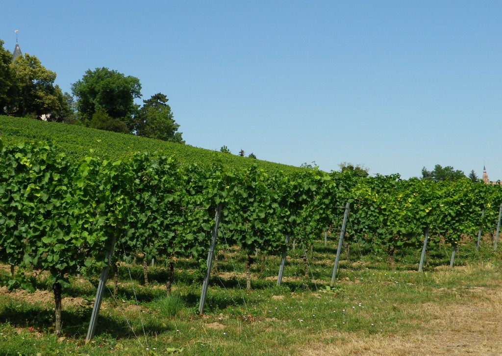 Vineyards along the Trail