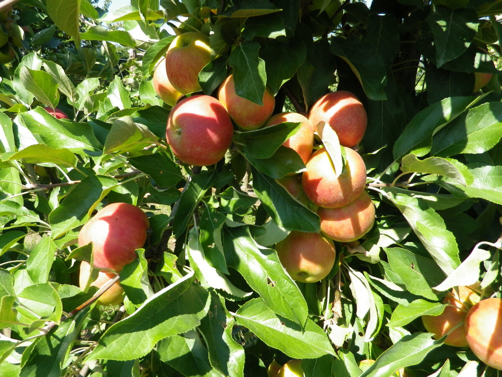 Cornucopia of Fruit: Apples