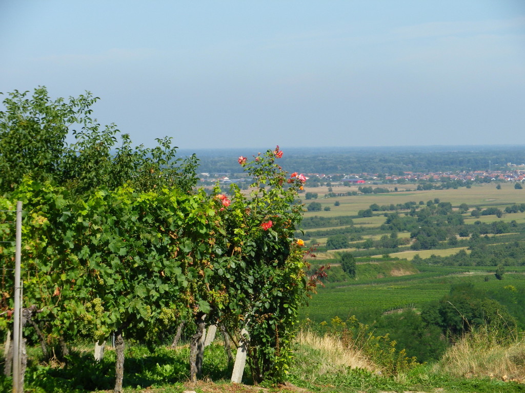 Looking North over the Rhine Valley
