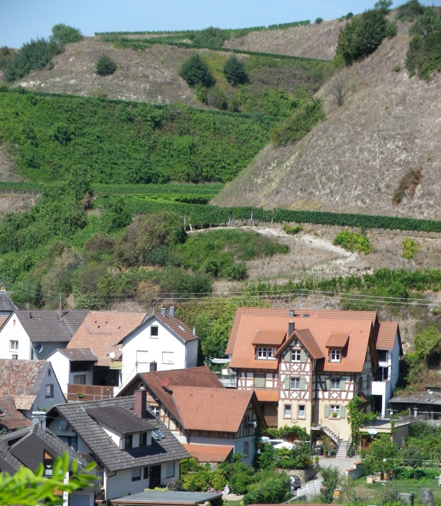 Oberrotweil and its Terraces