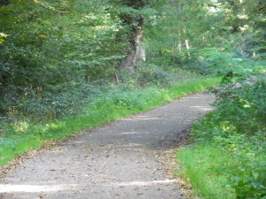 Trail through the Woods