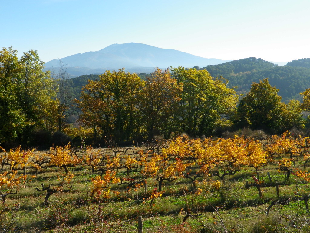 Vineyards and Mount Ventoux