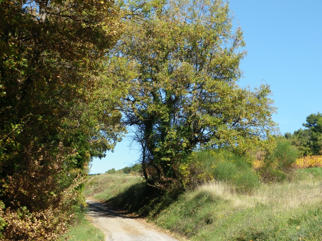 On the Trail, Vaison