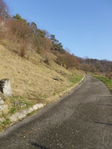 W4 Trail along Vineyards