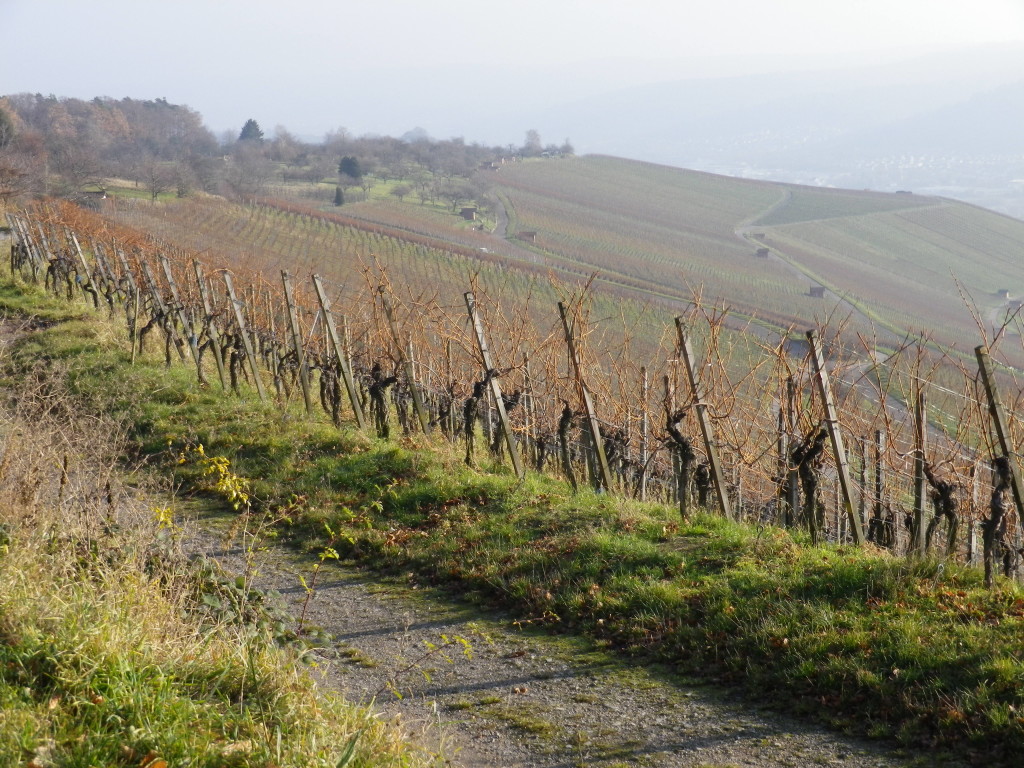 First Vineyards of the Remstal