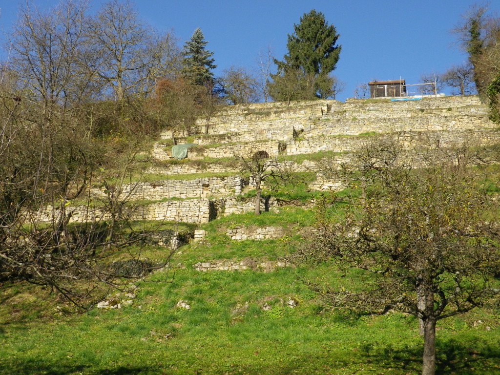 Terraces along the Neckar
