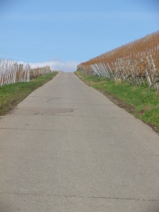 Representative Trail Surface in Vineyards