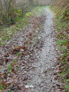 Representative Forest Trail Segment