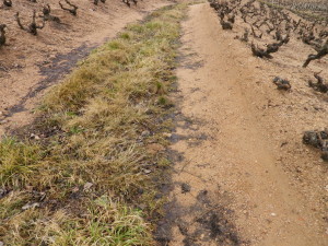 Trail Surface on Vineyard Soils
