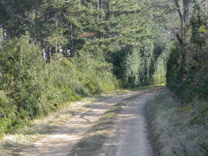 Trail Surface through Woods