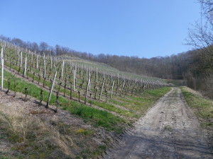 Trail Surface, Schlossberg
