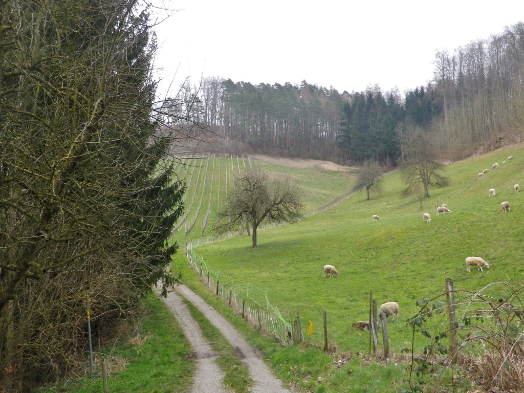 Sheep in High Fields