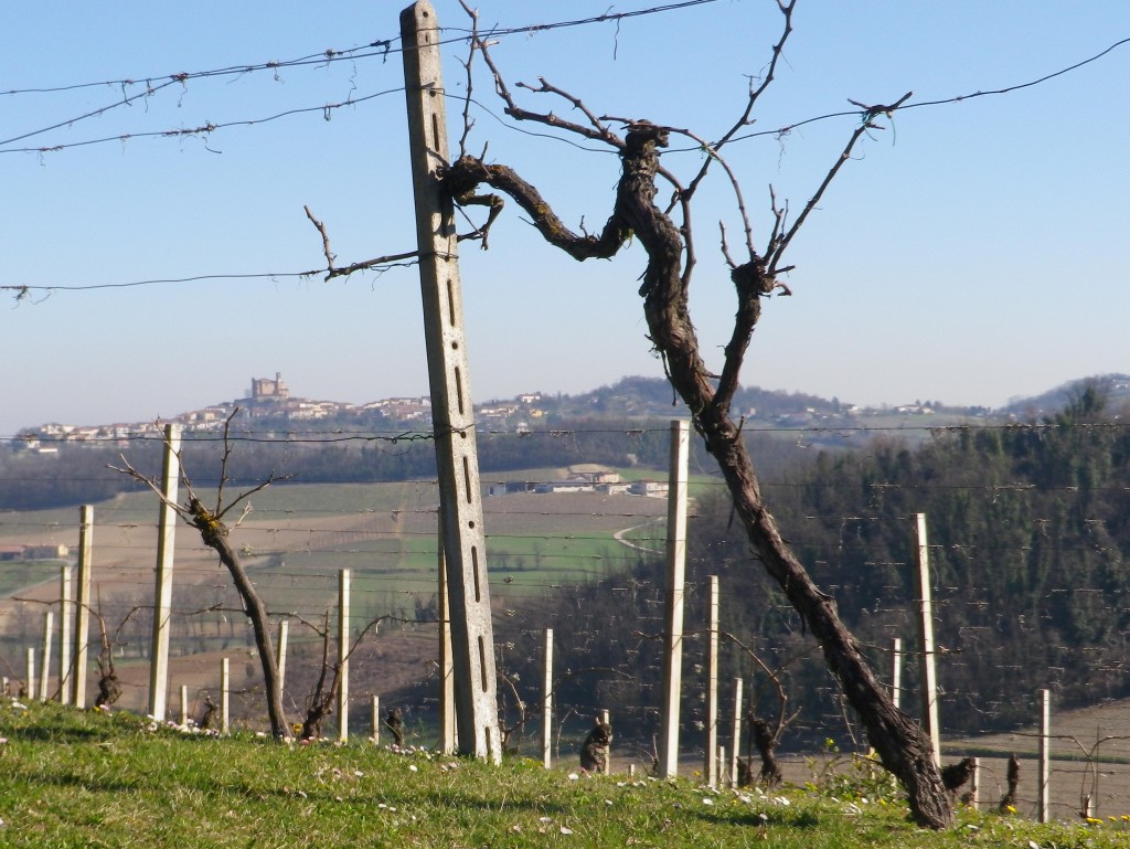 Vines and the Town of Treville