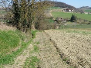 Trail Surface Along Fields