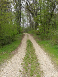 Trail through Hoeflein's Forest