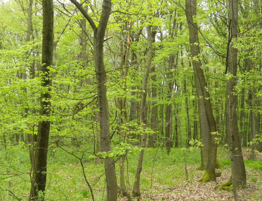 Forest Clad in Spring Green