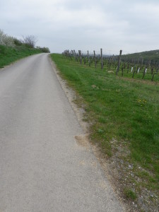 Trail through Hoeflein's Vineyards