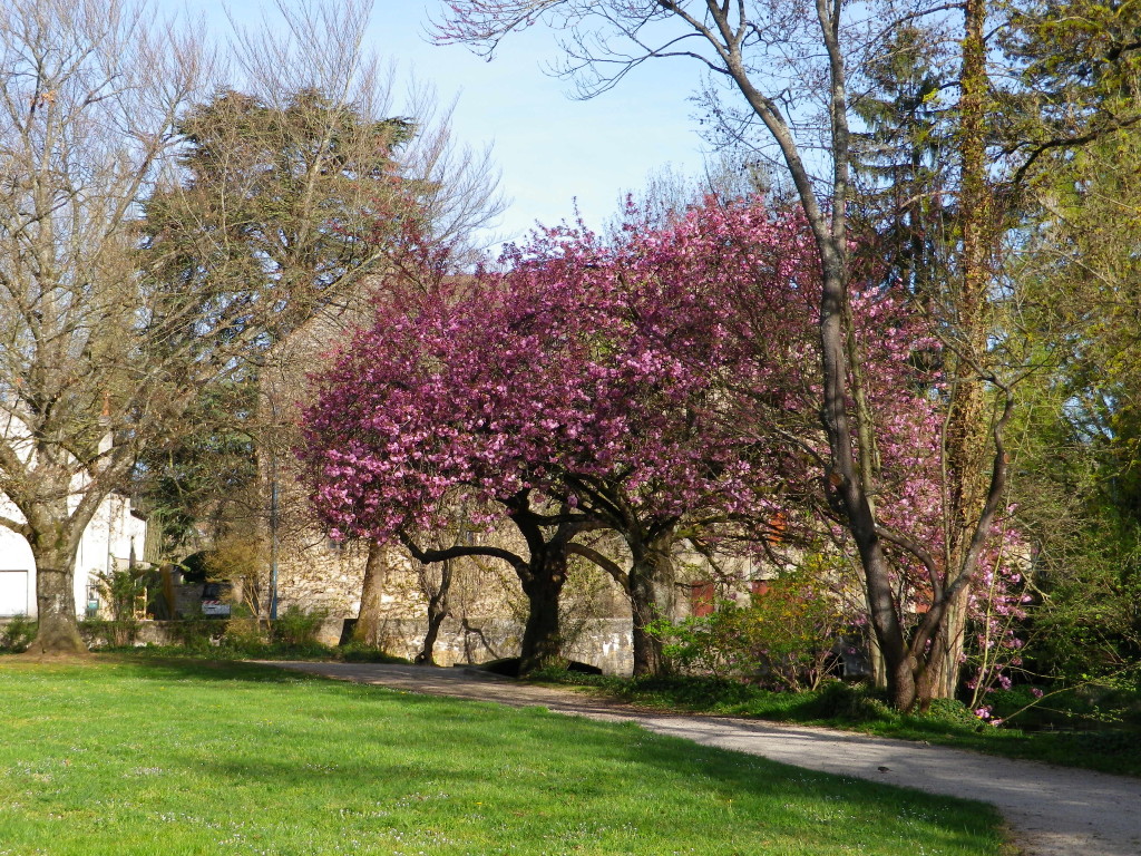 Colorful Trees in Spring