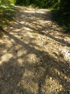 Trail Through Woods Above Beaune