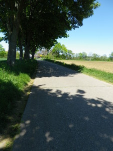 Shady Section of Trail