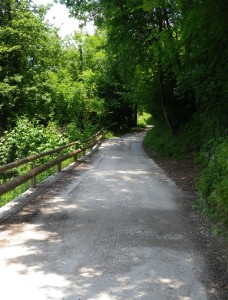 Trail Through the Woods