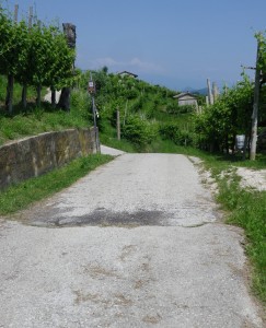 Trail Through the Vineyards