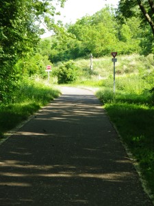 Bike Trail through Woods