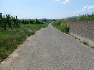 Bike Trail through Vineyards