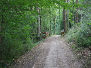 Trail Section Through Woods