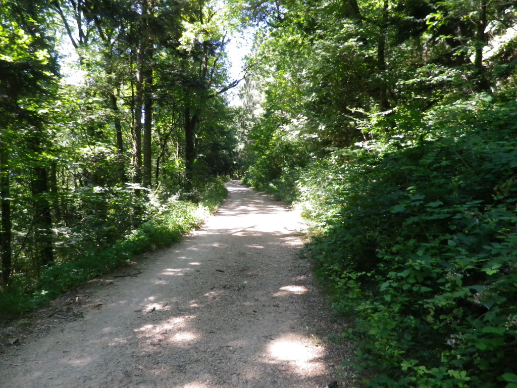 Trail through the Woods