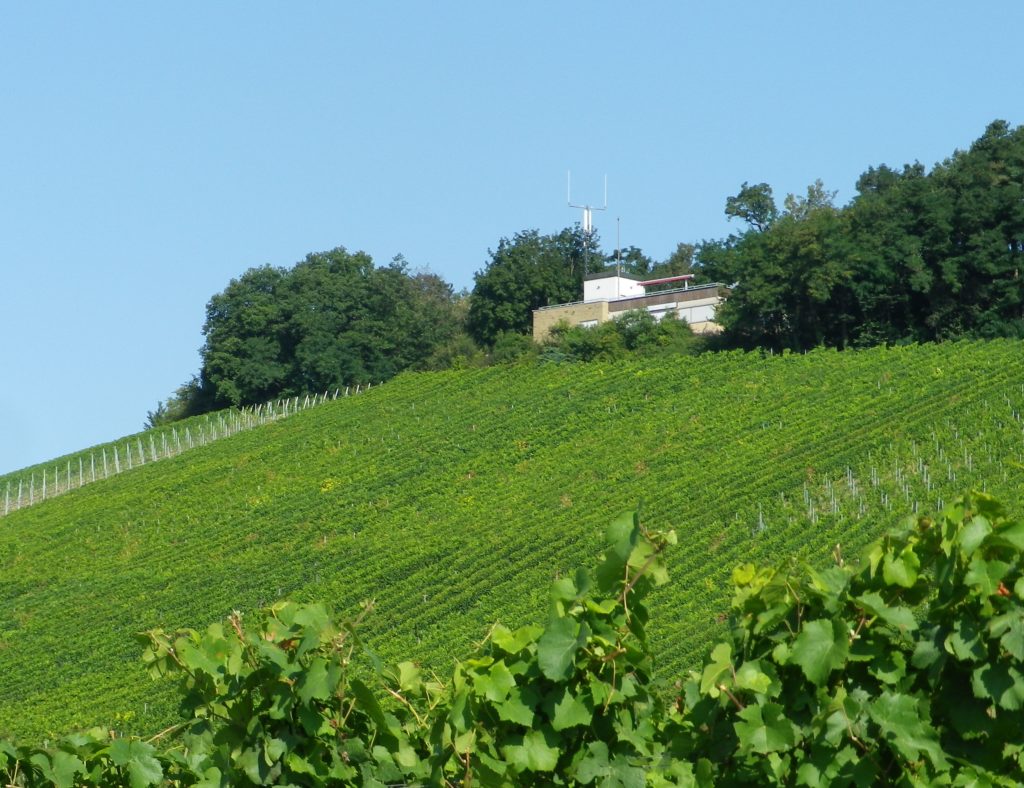Vines Facing Kleingartach