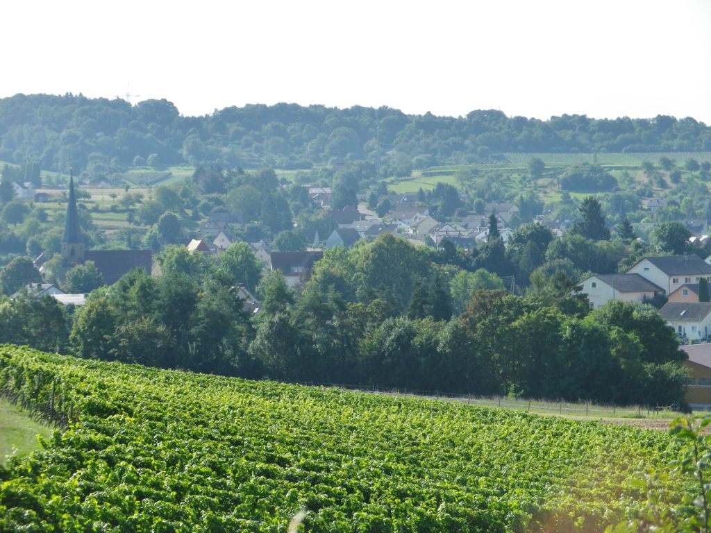 Kleingartach and its Vines