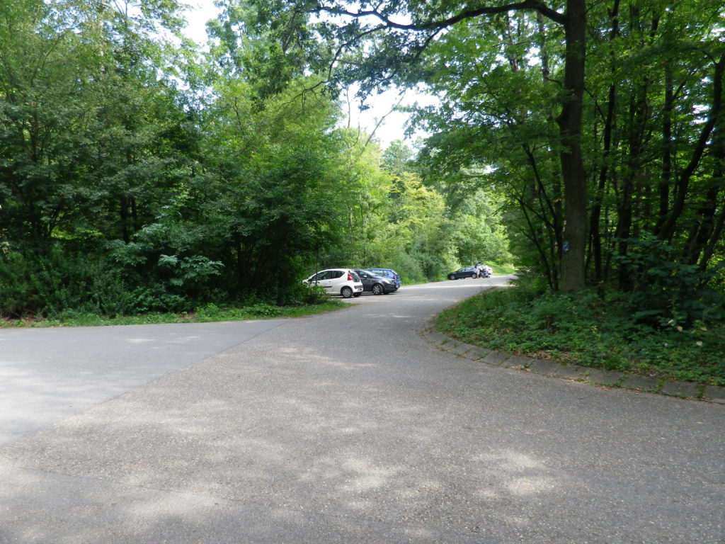 Section of Trail through the Woods