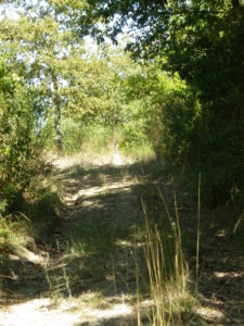 Trail Through Scrubland