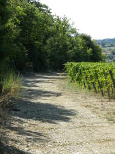 Trail Along Vineyards