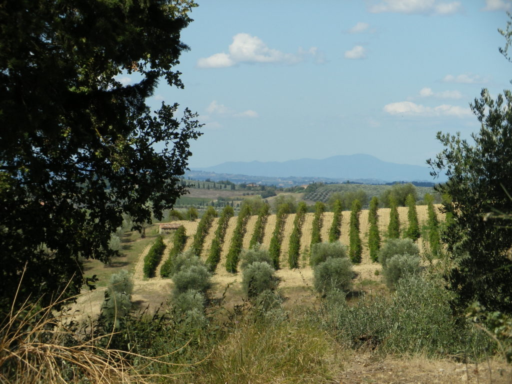Tuscan Groves, Vineyards and Forests