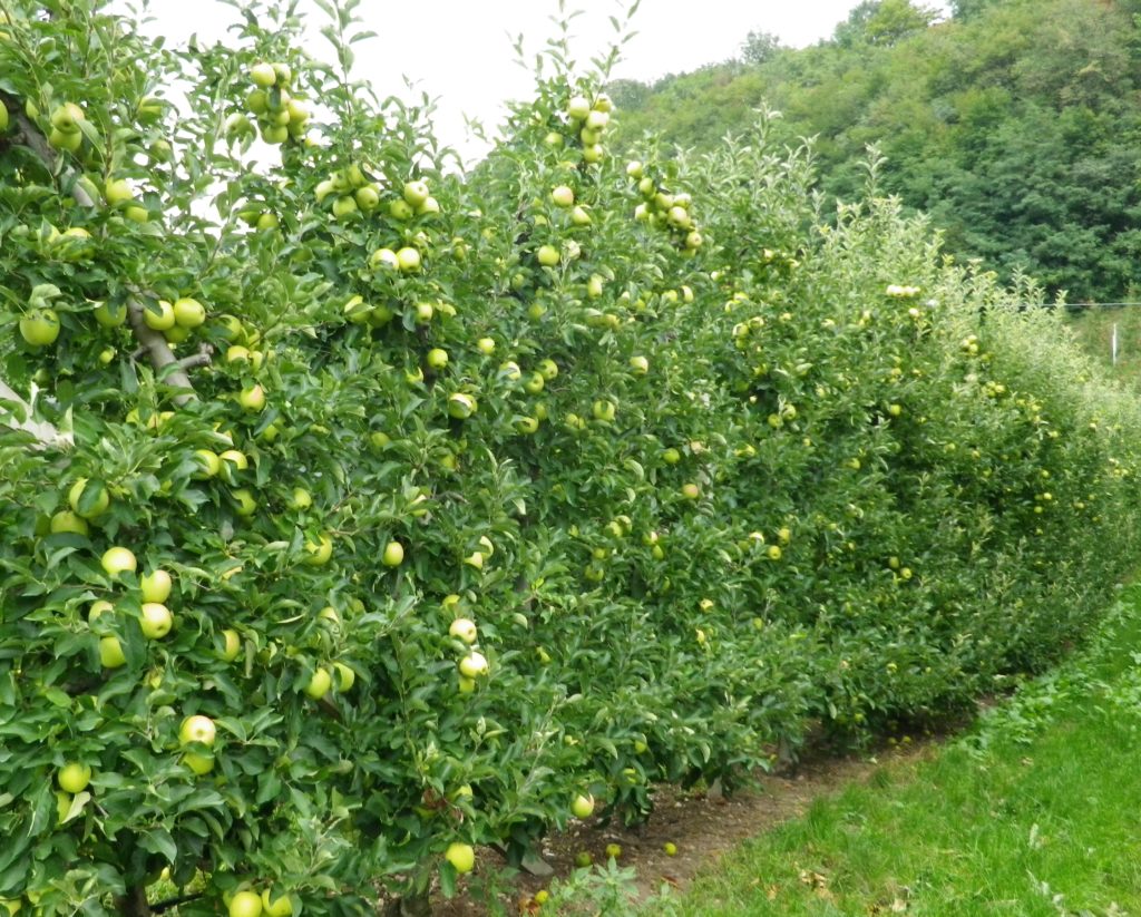 Espaliered Apple Trees