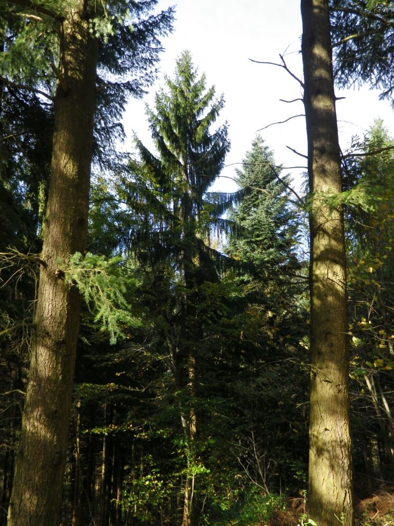 Dense Firs: Why it is Called the Black Forest