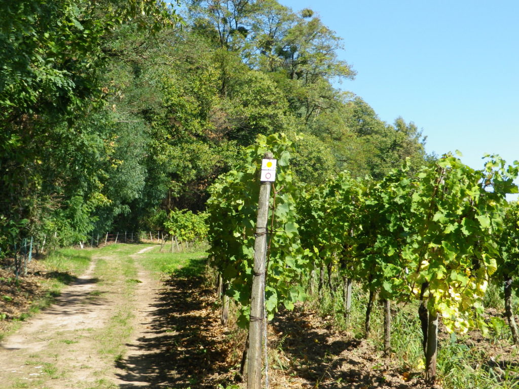 Trail Along the Woodline