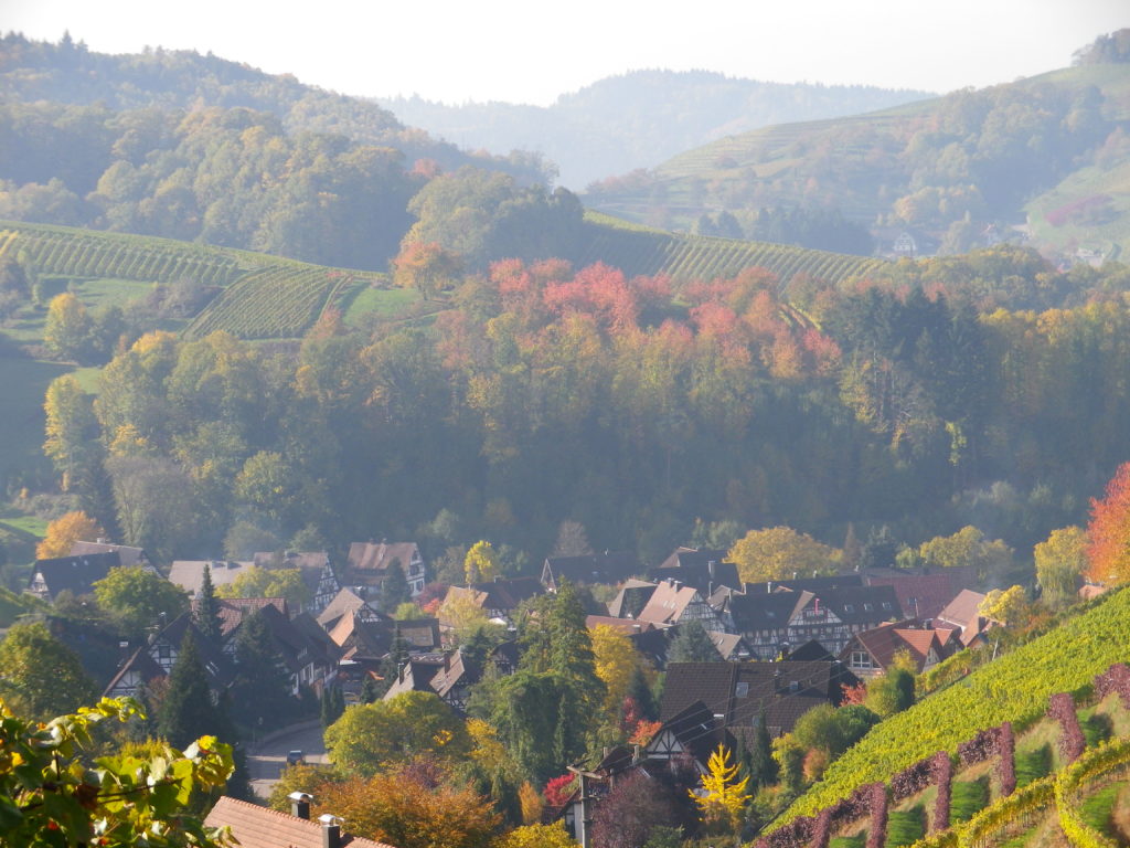 Sasbachwalden and Its Vines