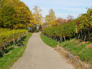 Representative Trail Surface: Vineyards