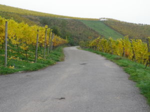 Typical Trail Surface in Vineyards