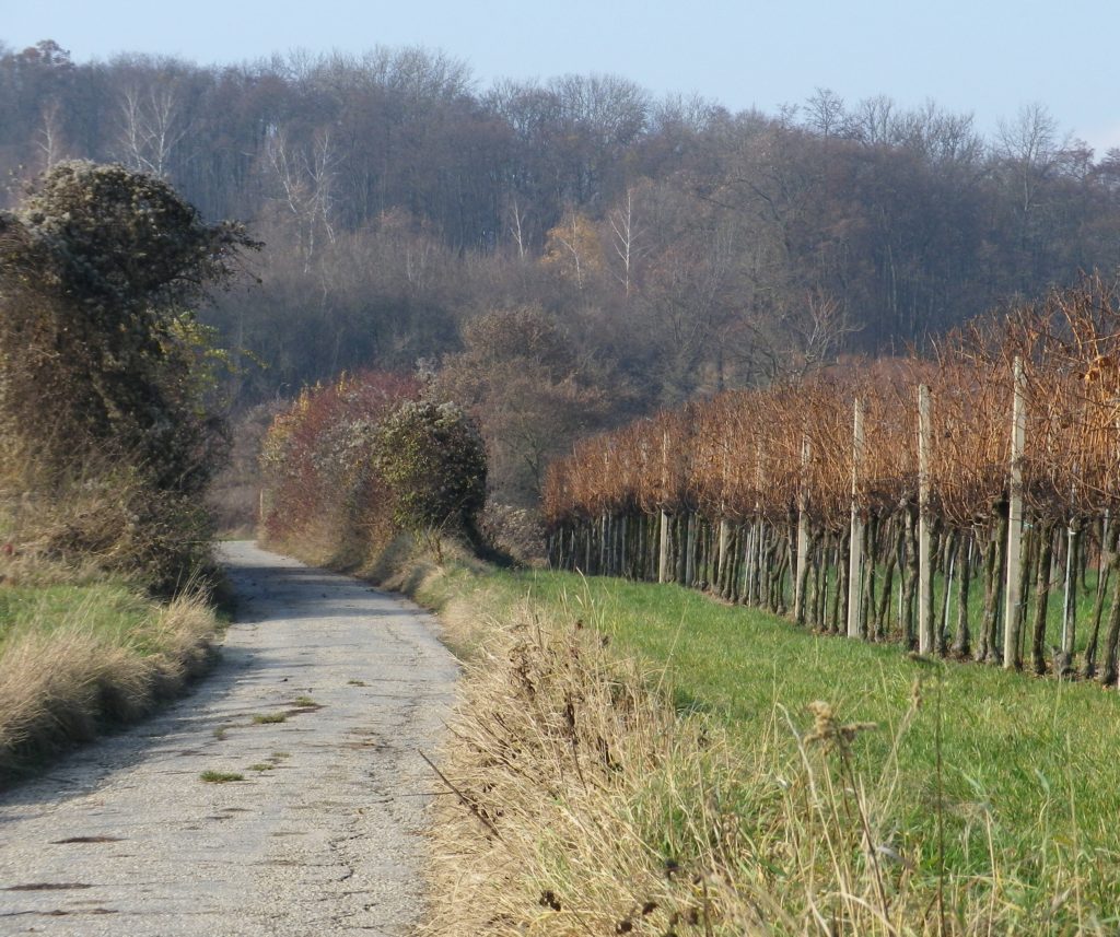 Trail from the Falkenberg